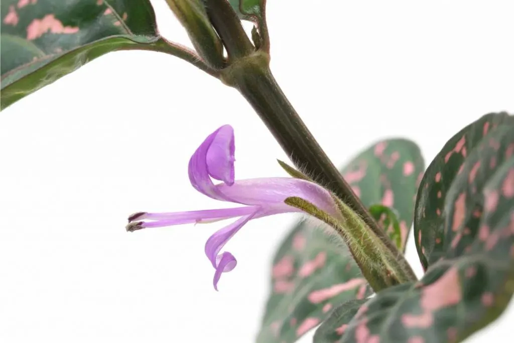 polka dot plant -small lavender colored flower