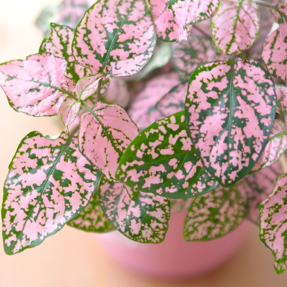 pink polka dot plant-close up