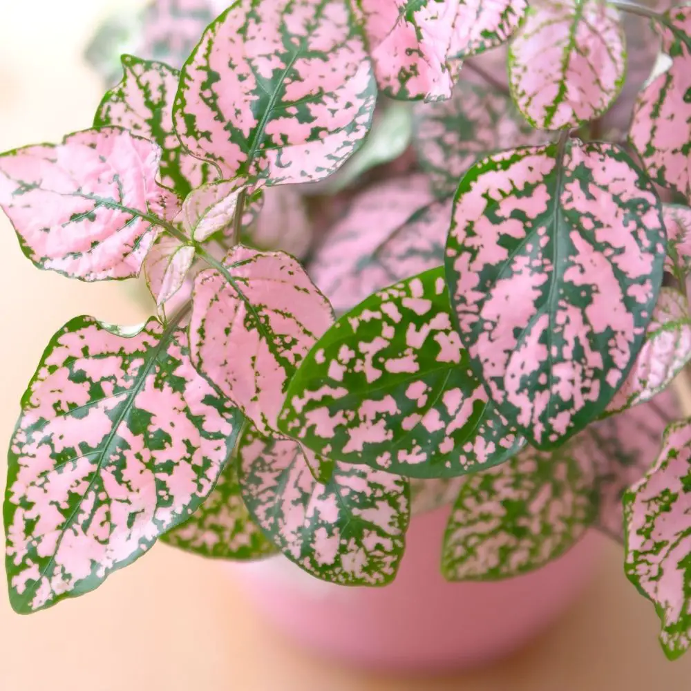 Polka Dot Plant Care Guide The Contented Plant   Polka Dot Plant 