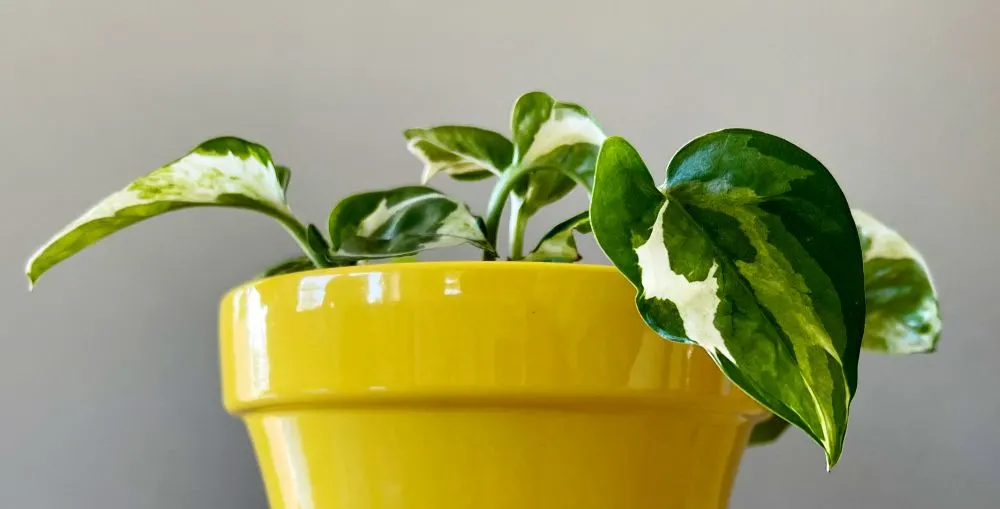 N Joy pothos leaf detail