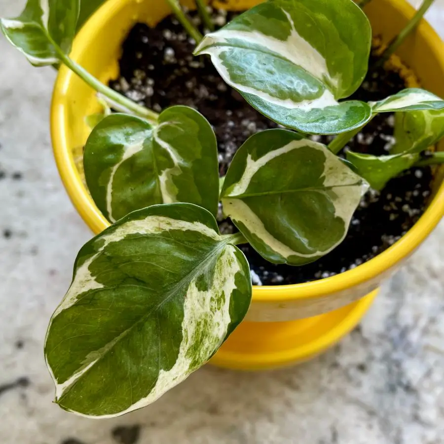 pothos N Joy planted cuttings