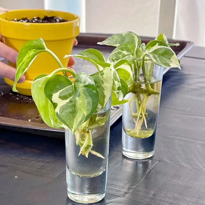 How to Propagate Pothos Plants (2022)