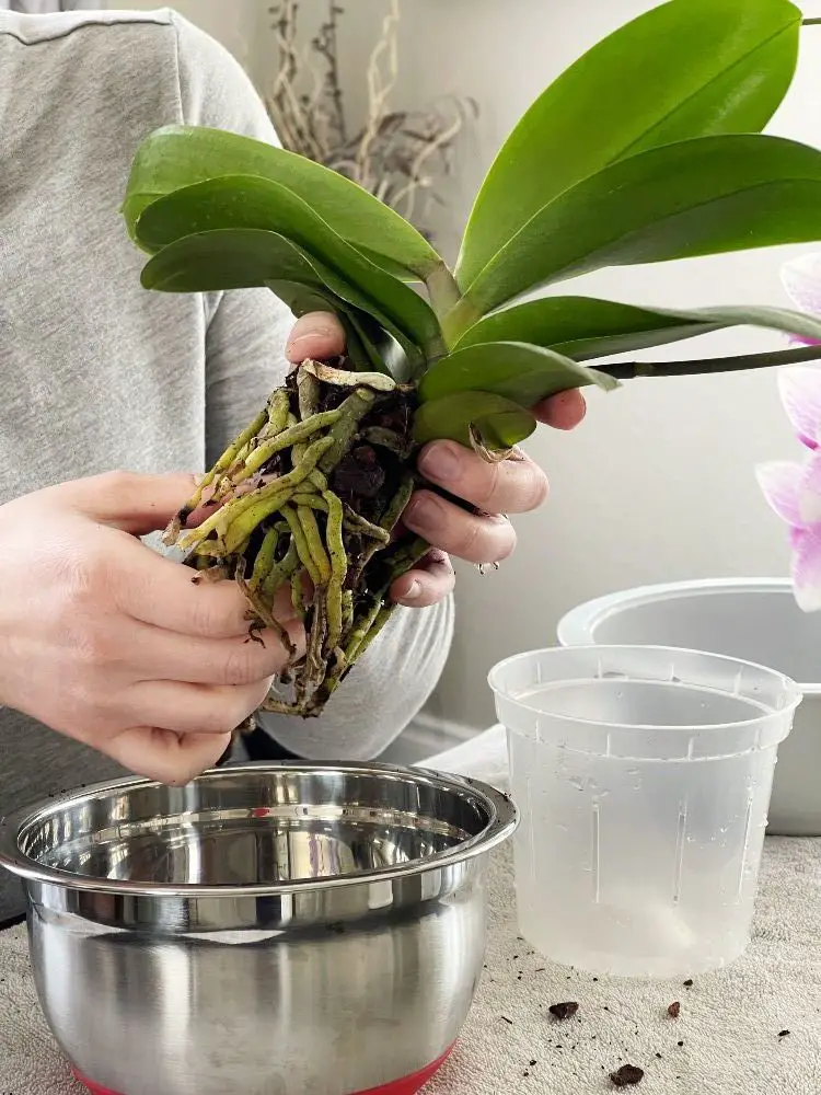 removing old orchid potting mix