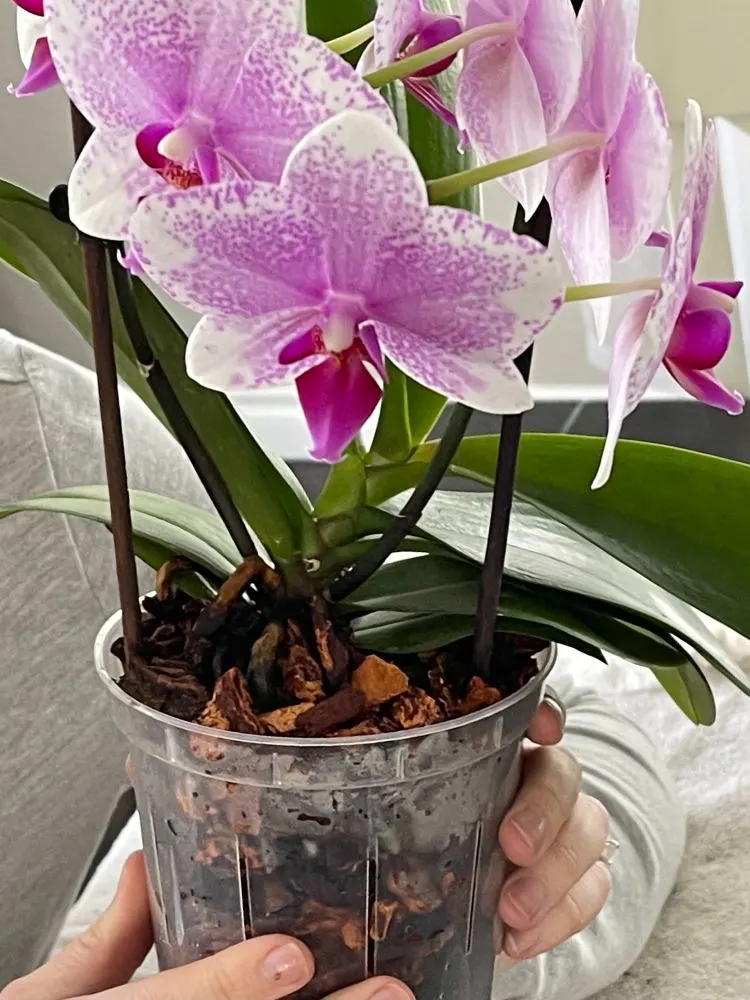repotted orchid with flowers