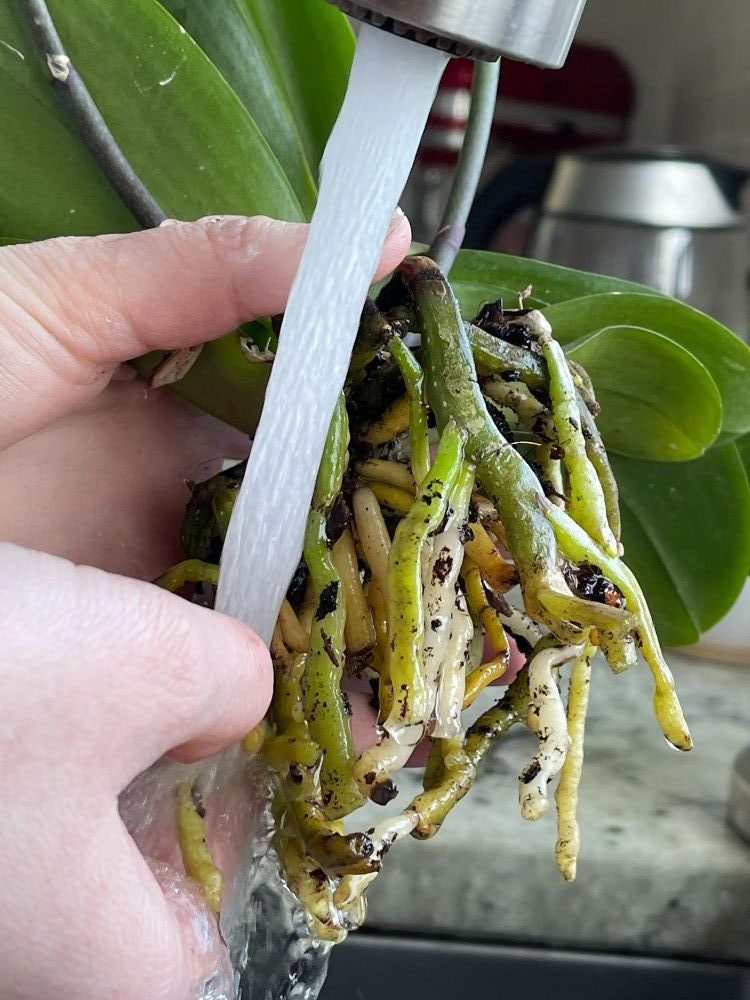 rinsing orchid roots