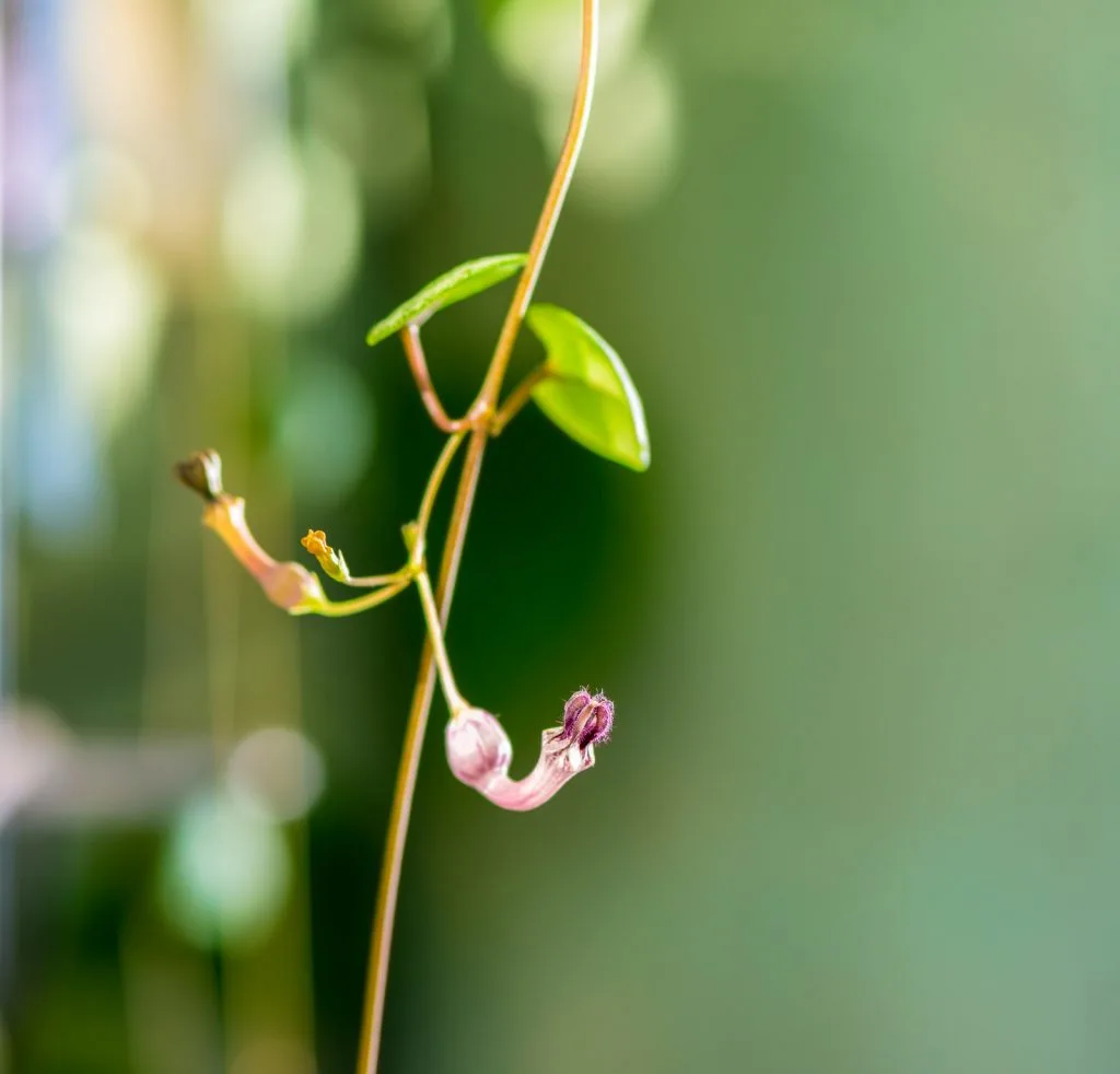 Ceropegia Woodii Variegata String of hearts blooming.