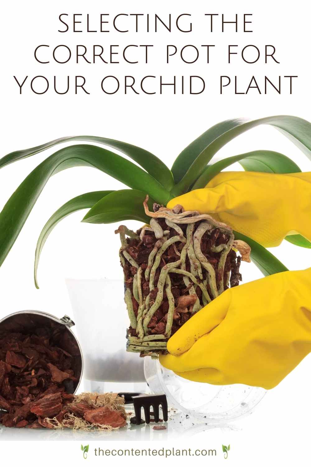 Best Orchid Pots for Healthy Growth The Contented Plant