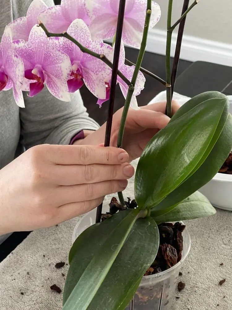 staking orchid plant
