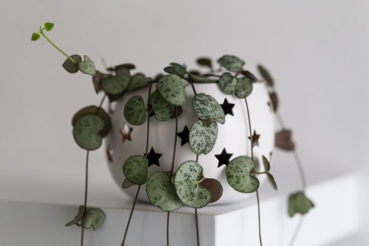 String of hearts