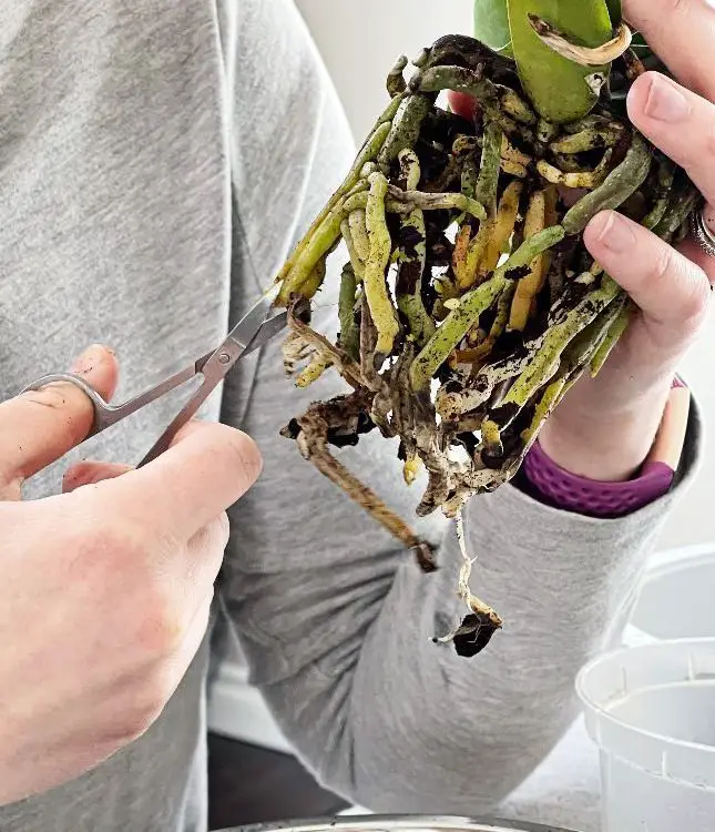 trimming orchid roots