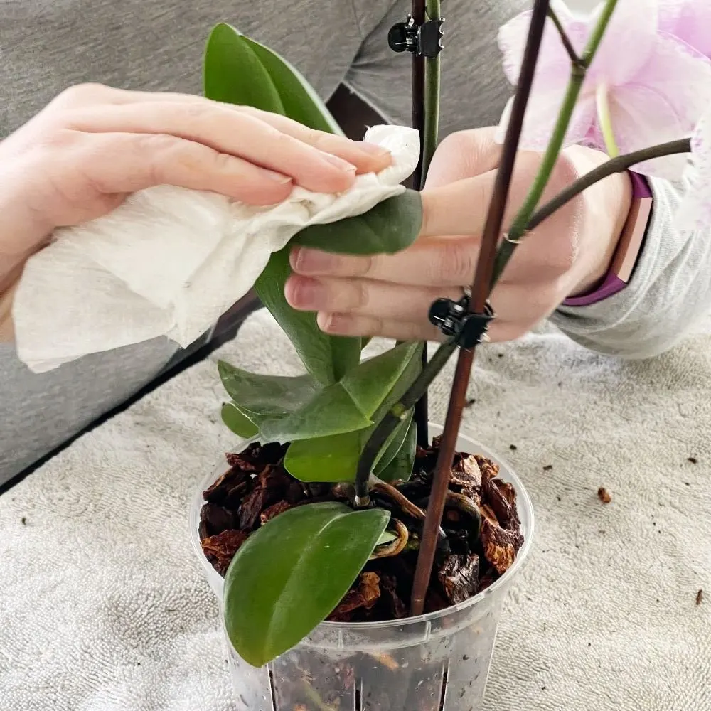 washing orchid leaves-orchid repot