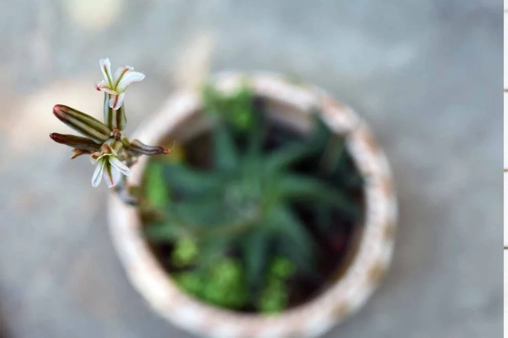 zebra plant flower