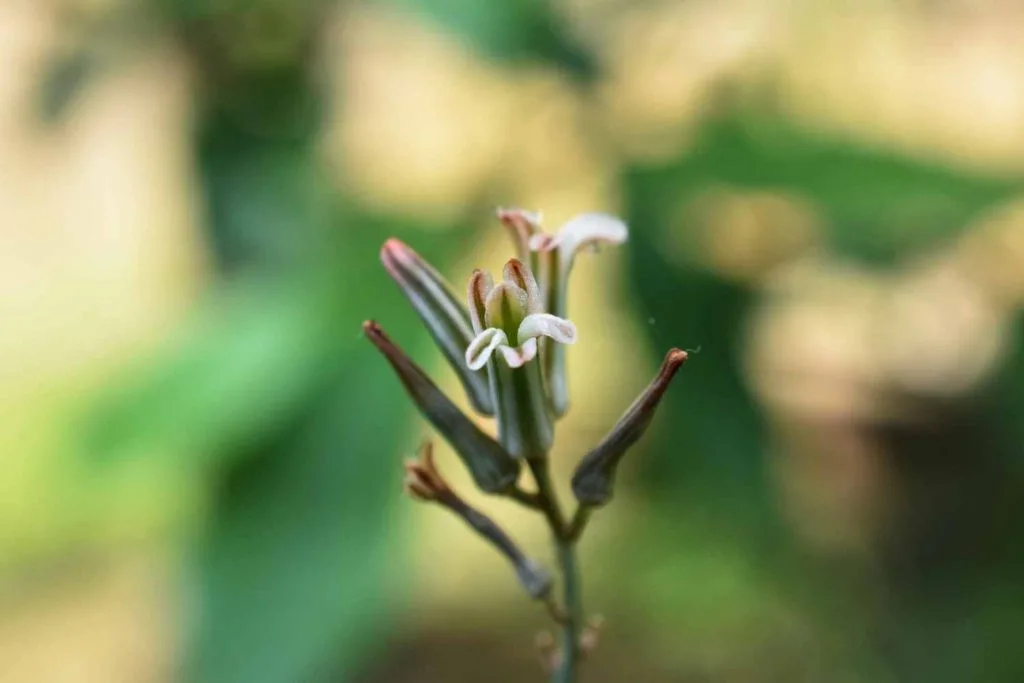 zebra plant flower