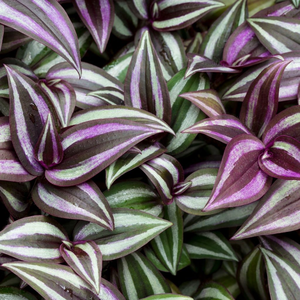 wandering jew plant dead on top