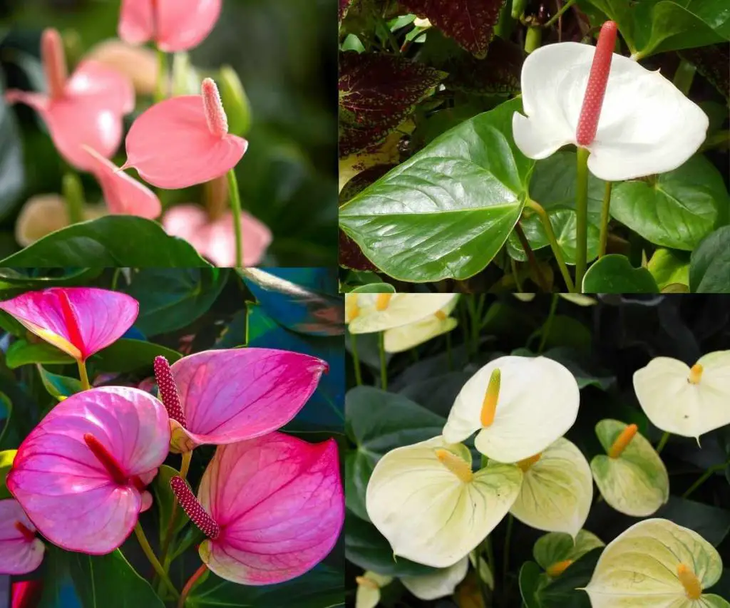 Anthurium Colors