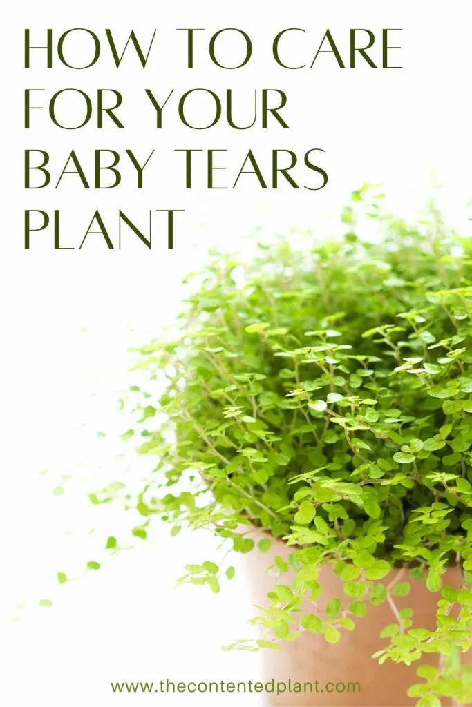 How to care for your baby tears plant-pin image