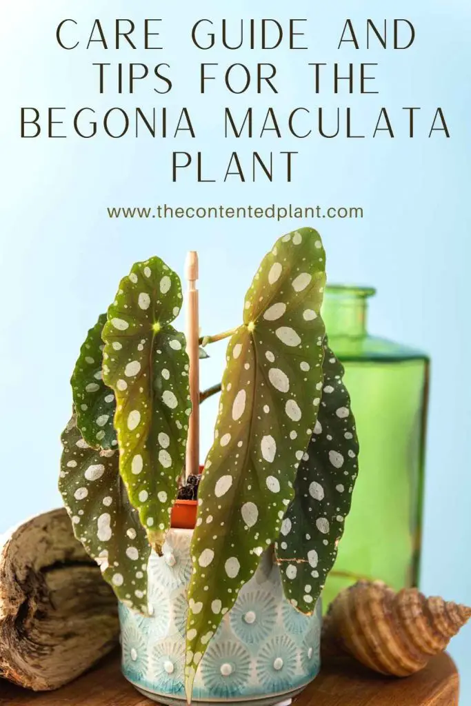 Care guide and tips for the begonia maculata plant-pin image