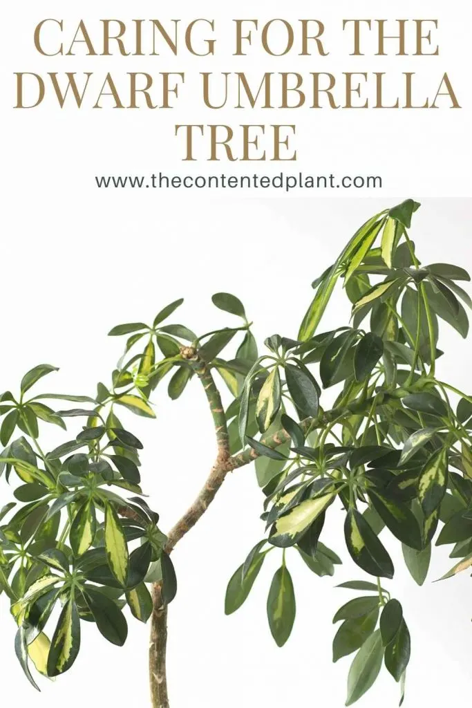Caring for the dwarf umbrella tree-pin image
