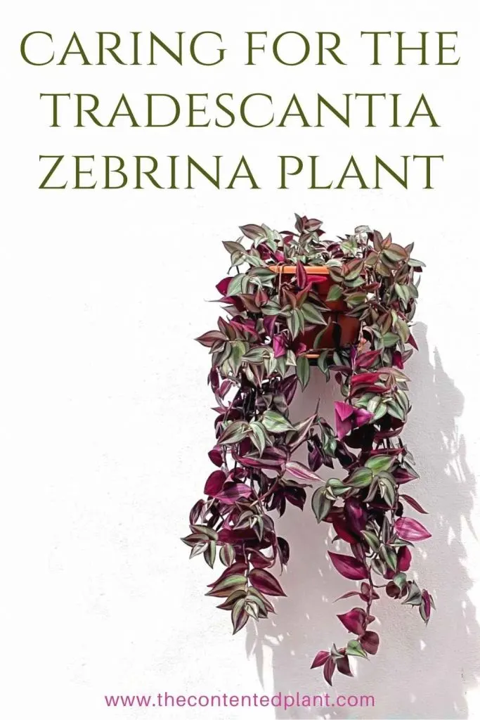 Caring for the tradescantia zebrina plant-pin image