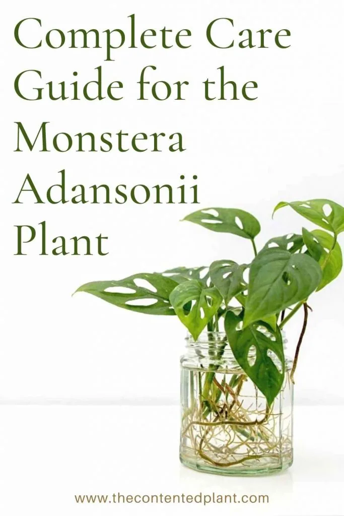 Complete care guide for the monstera adansonii plant-pin image