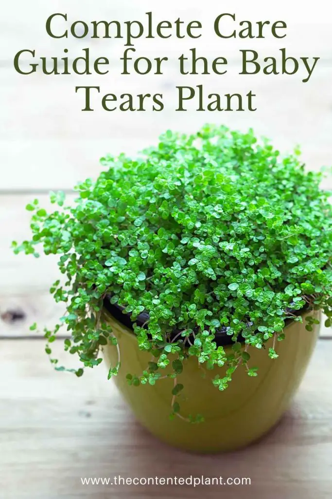 Complete care guide for the baby tears plant-pin image