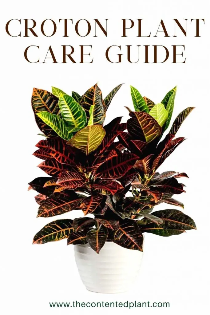 Croton plant care guide-pin image