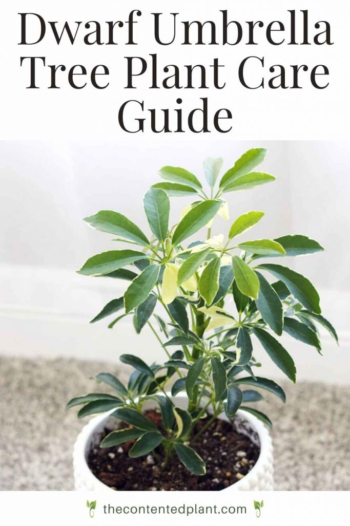 Dwarf umbrella tree plant care guide-pin image