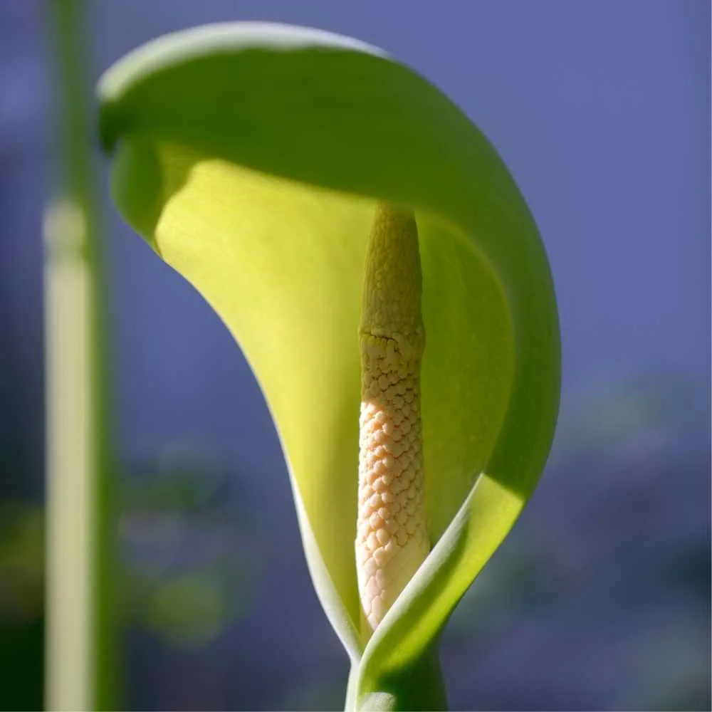 Elephant Ear Flower