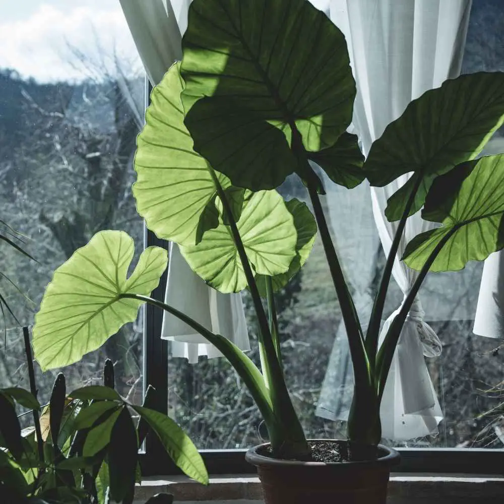 Elephant Ear Foliage