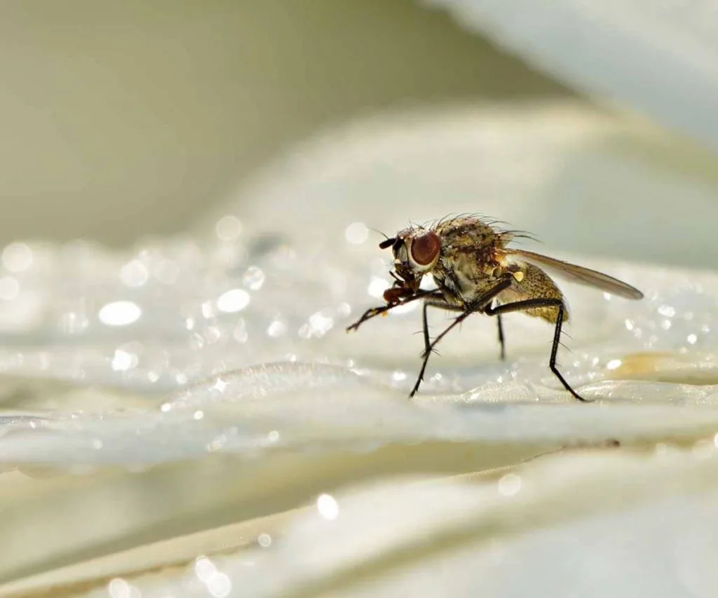 Fungus Gnat close up