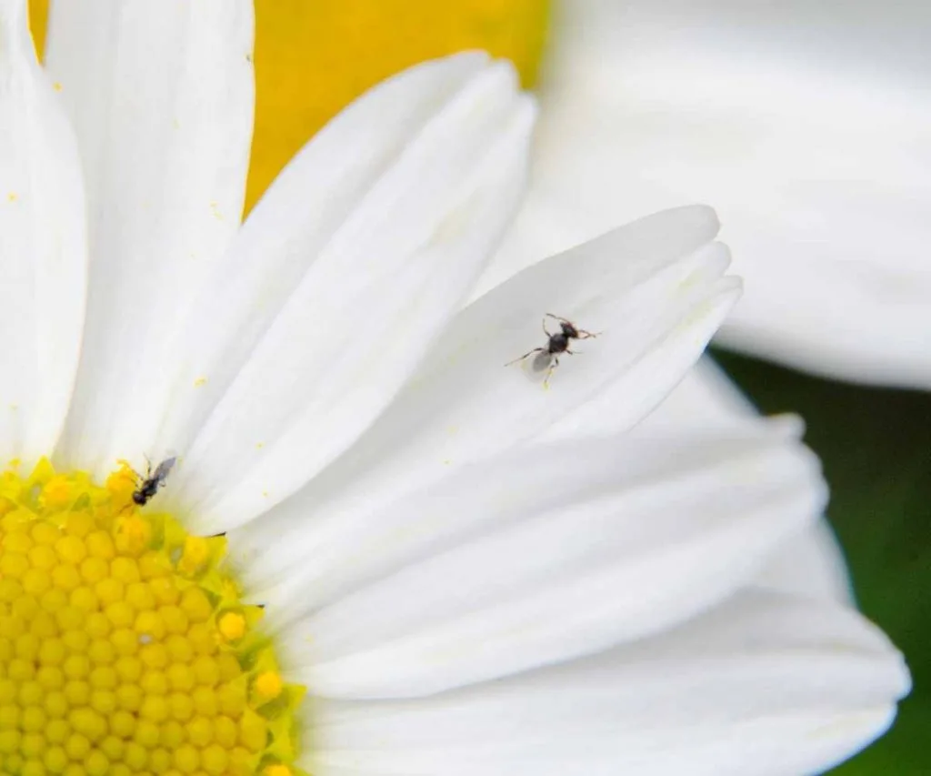 Fungus Gnat on daisy