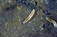 Fungus Gnats larvae