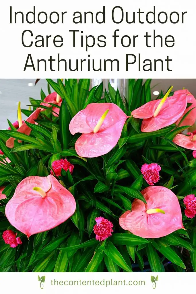 Indoor and outdoor care tips for the anthurium plant-pin image