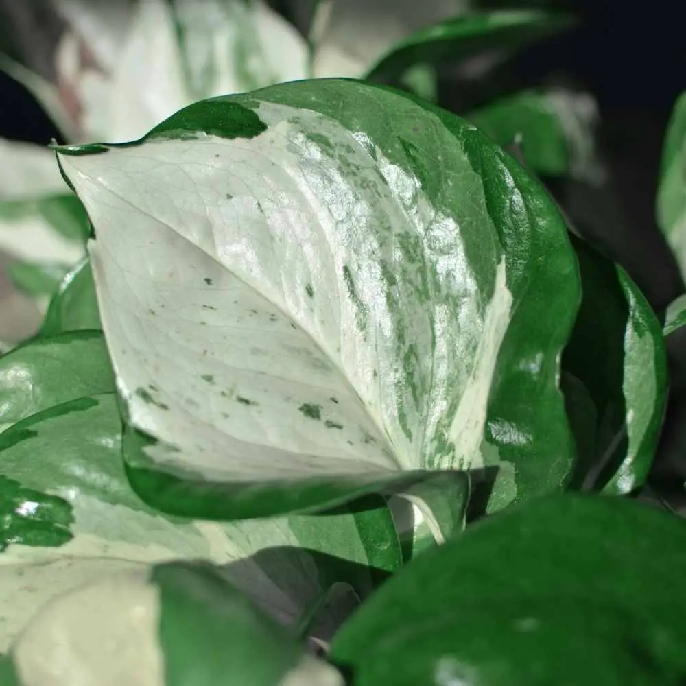 Manjula leaf detail