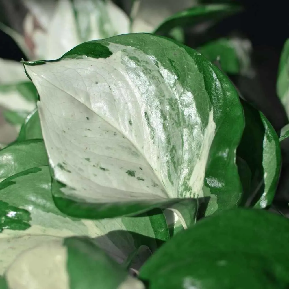 Manjula leaf detail