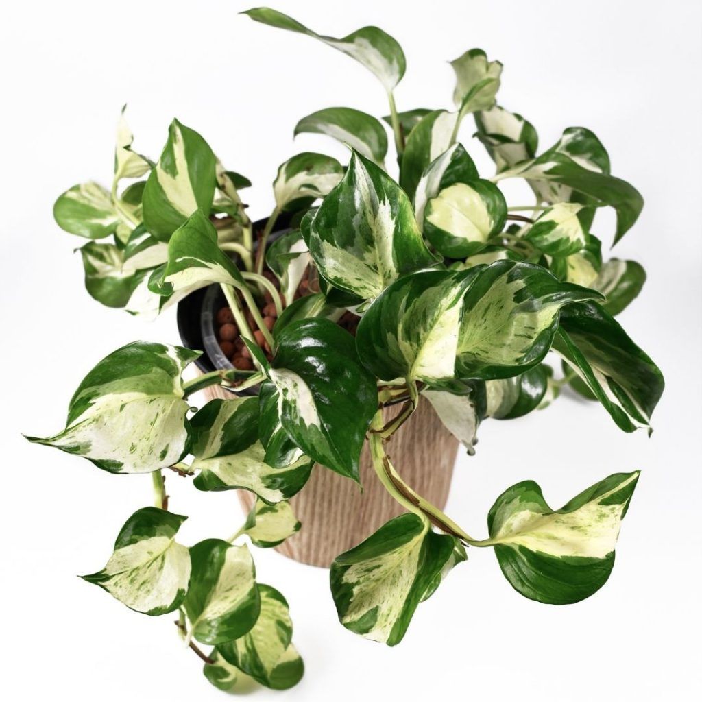 Manjula Pothos Plant