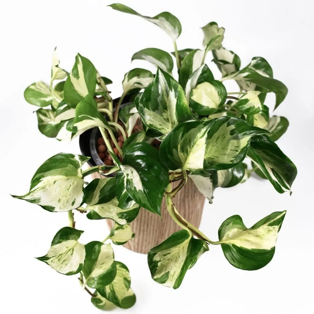 Manjula Pothos Care Guide The Contented Plant