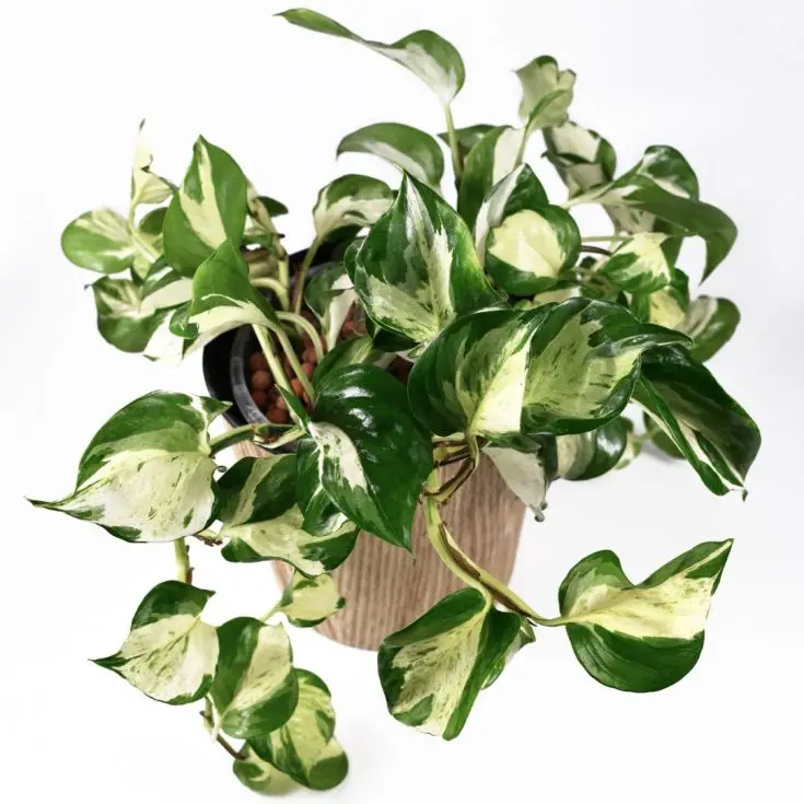 Manjula Pothos Plant