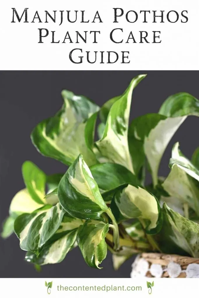 Manjula pothos plant care guide-pin image