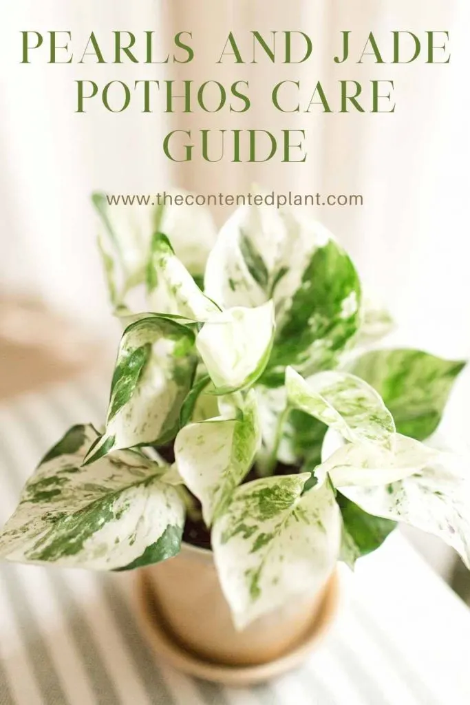 Pearls and jade pothos care guide-pin image