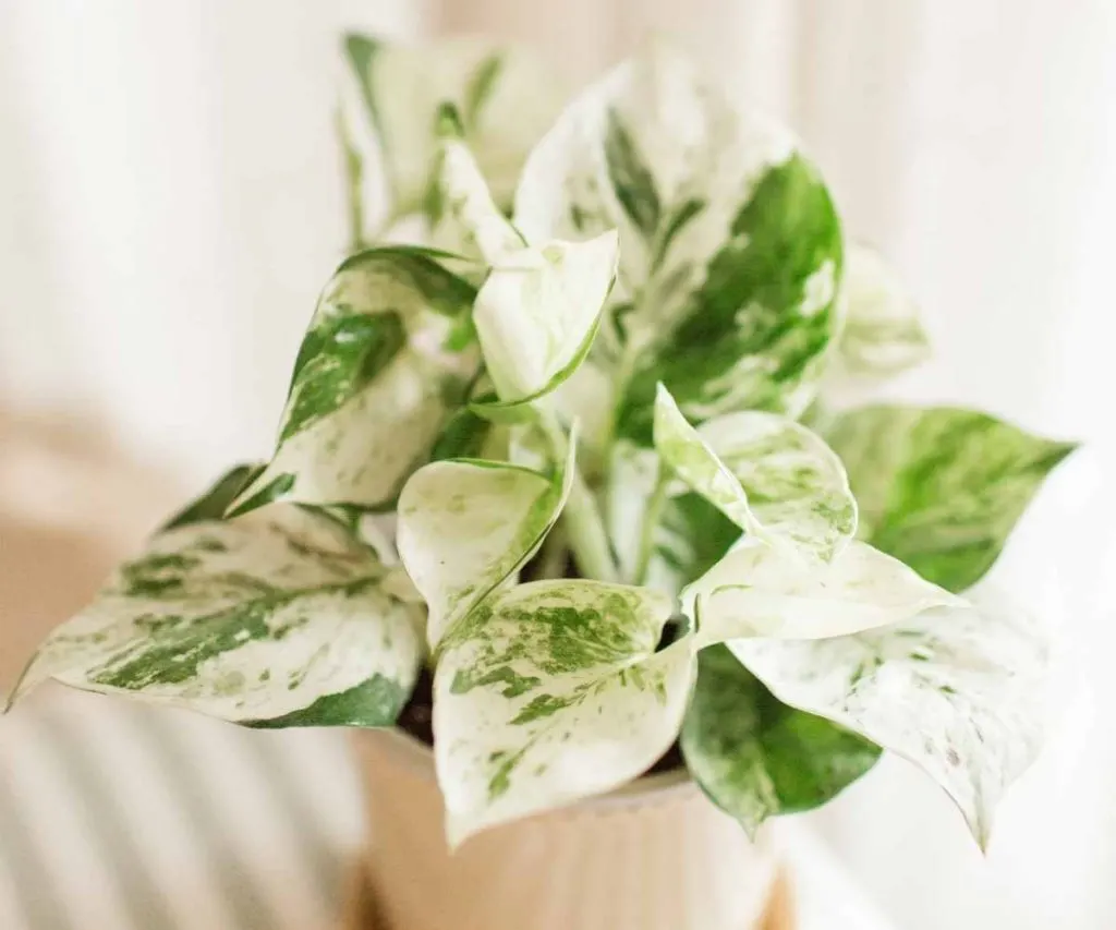 Pearls and Jade Pothos