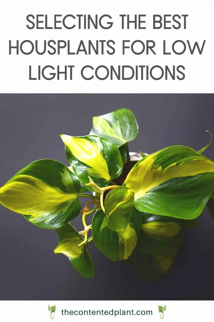Selecting the best houseplants for low light conditions-pin image