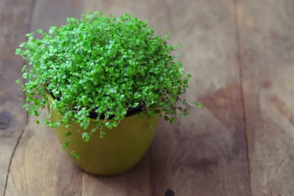 Baby Tears Plant (Soleirolia soleirolii) growing in a pot