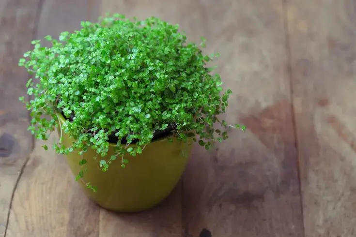 Soleirolia soleirolii growing in a pot