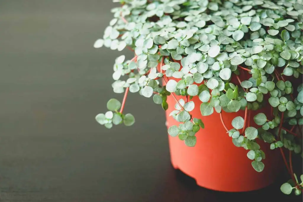 Pilea glauca-baby tears plant