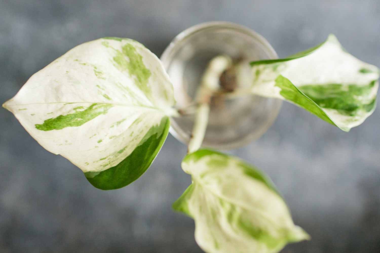 Pearls and Jade Pothos propagating a stem cutting