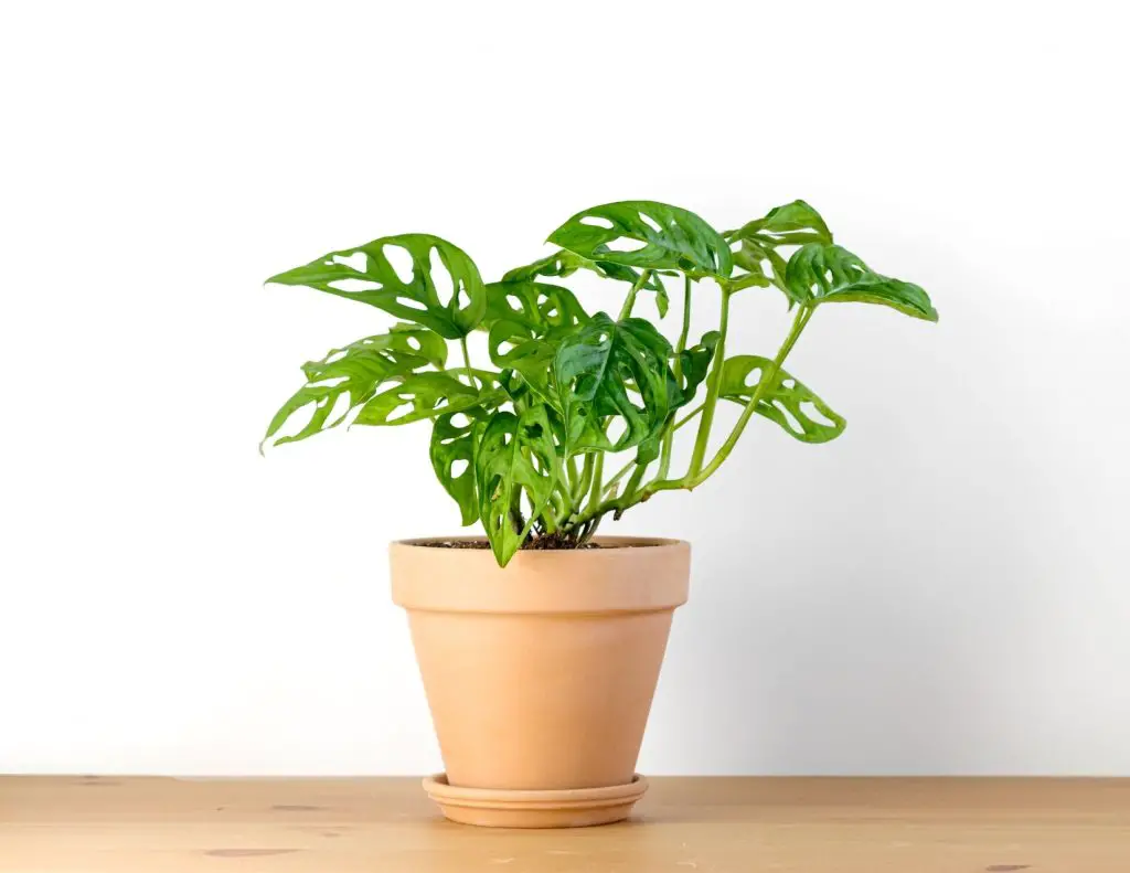 Monstera Adansonii in terra cotta pot