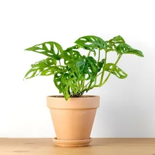 Monstera Adansonii in terra cotta pot