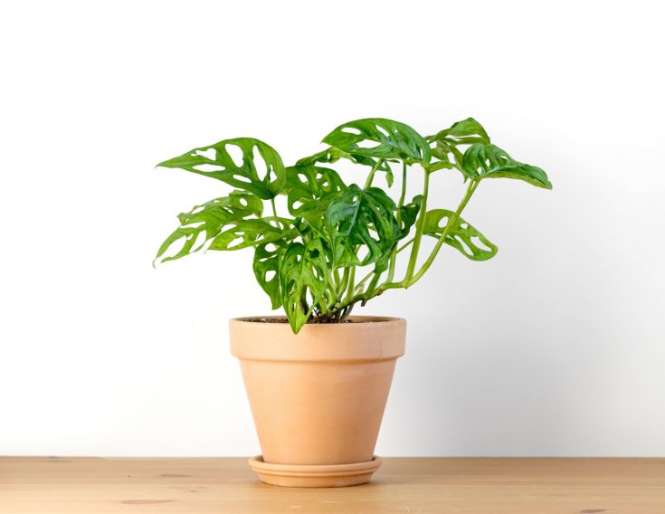 Monstera Adansonii in terra cotta pot