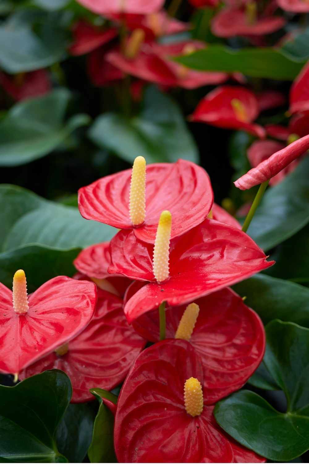 Anthurium Plant Care Guide The Contented Plant 9314